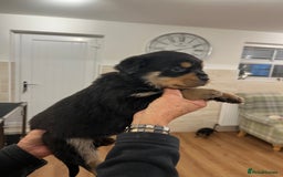 Rottweiler dogs for sale: Rottweiler pups KC Registered + Champ Bloodlines - Image 5