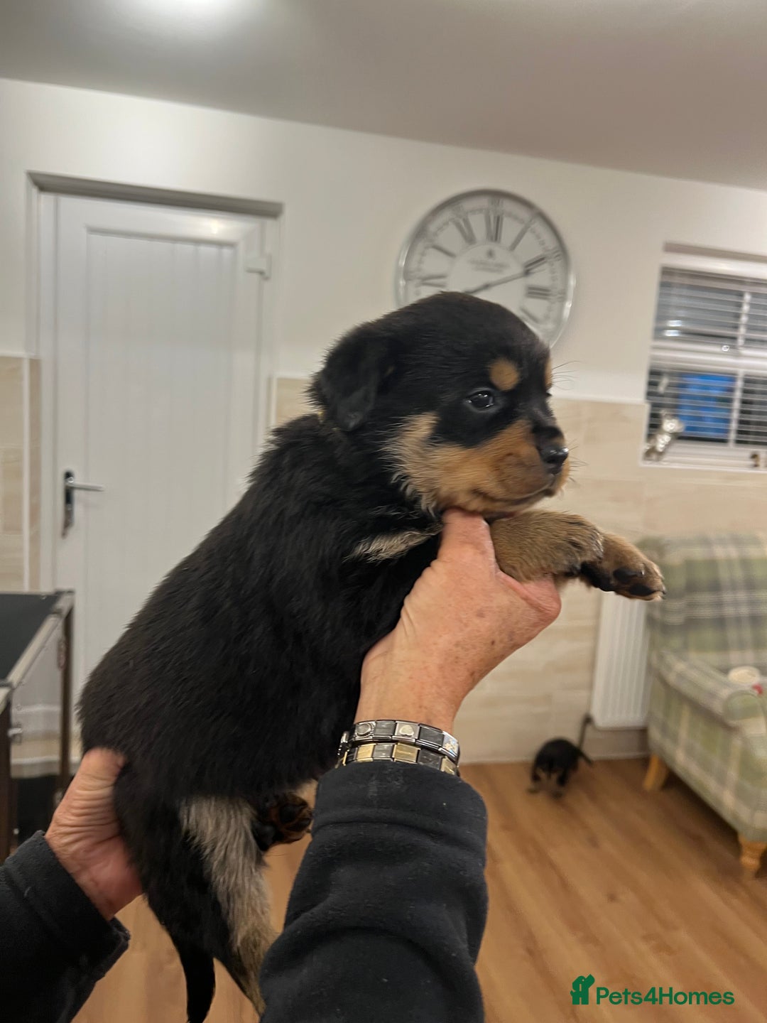 Rottweiler dogs for sale: Rottweiler pups KC Registered + Champ Bloodlines - Image 5