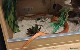 Corn Snake reptiles for sale: Korra the corn snake - free to a good home - Image 9