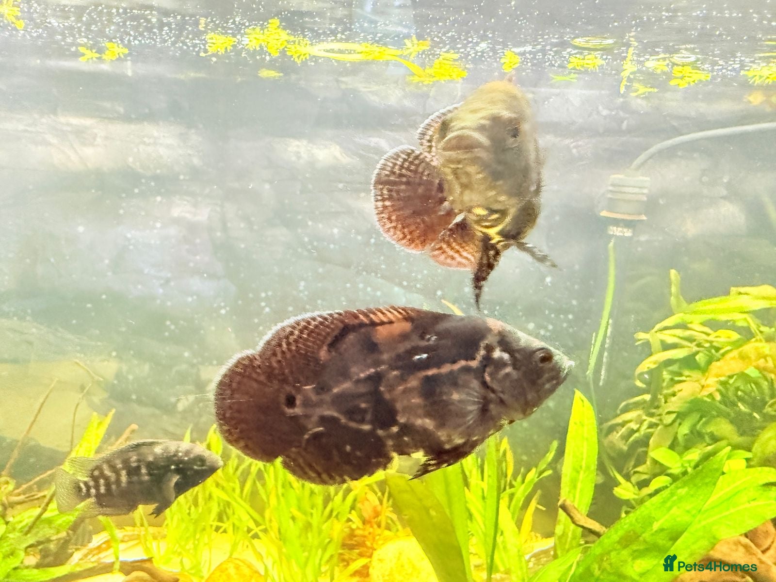Cichlids fish Oscar Fish - Advert 2