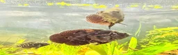 Cichlids fish for sale: Oscar Fish - Advert 1