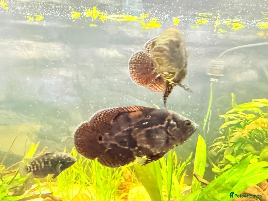 Cichlids fish for sale: Oscar Fish - Advert 1