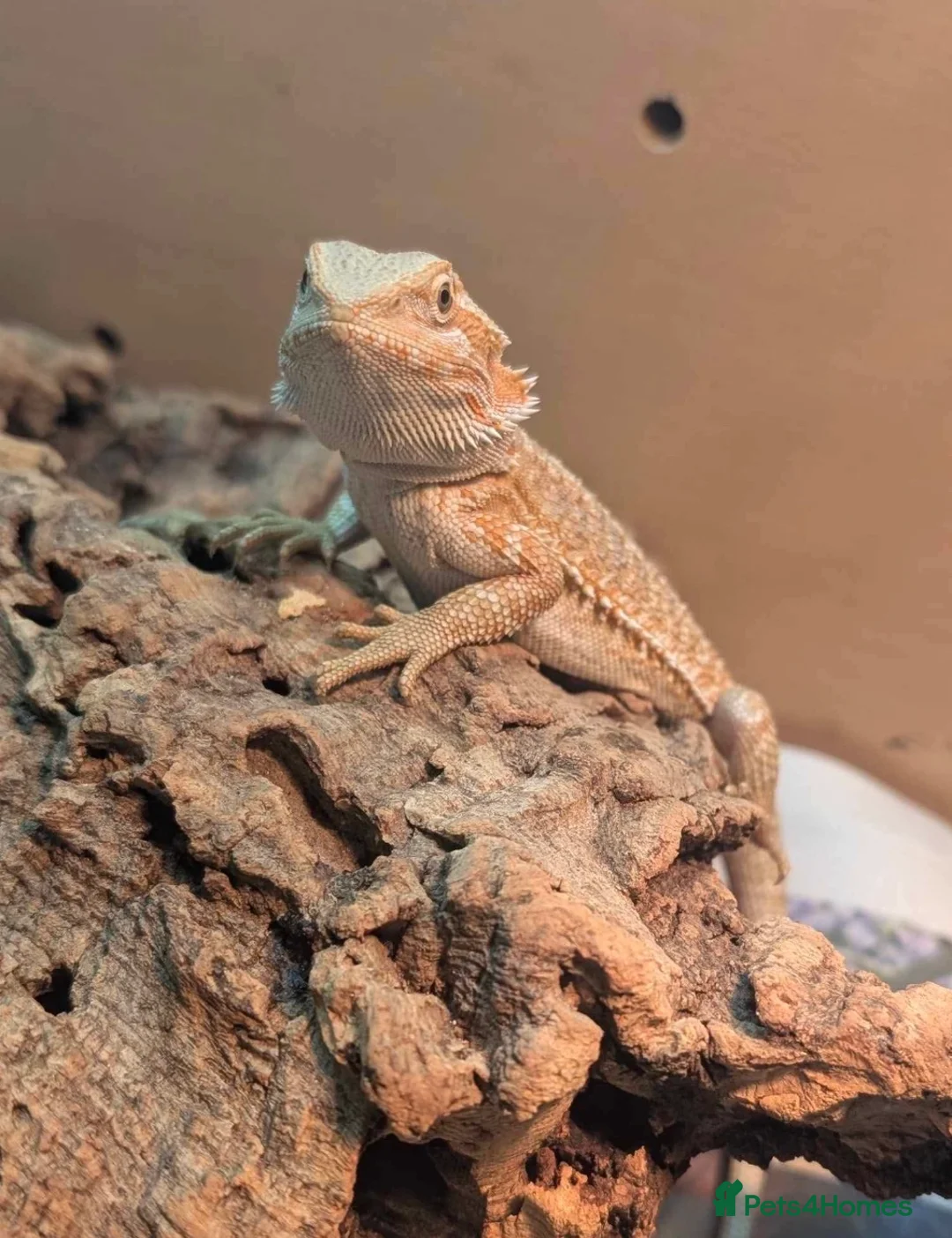 Bearded Dragon reptiles for sale: 2-3 months old red hypo bearded dragon  - Advert 2