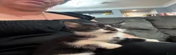 Domestic Shorthair cats for sale: Domestic shorthair kittens  - Advert 10