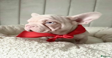 French Bulldog dogs 🌸 pink French bulldogs🌸  - Advert 1