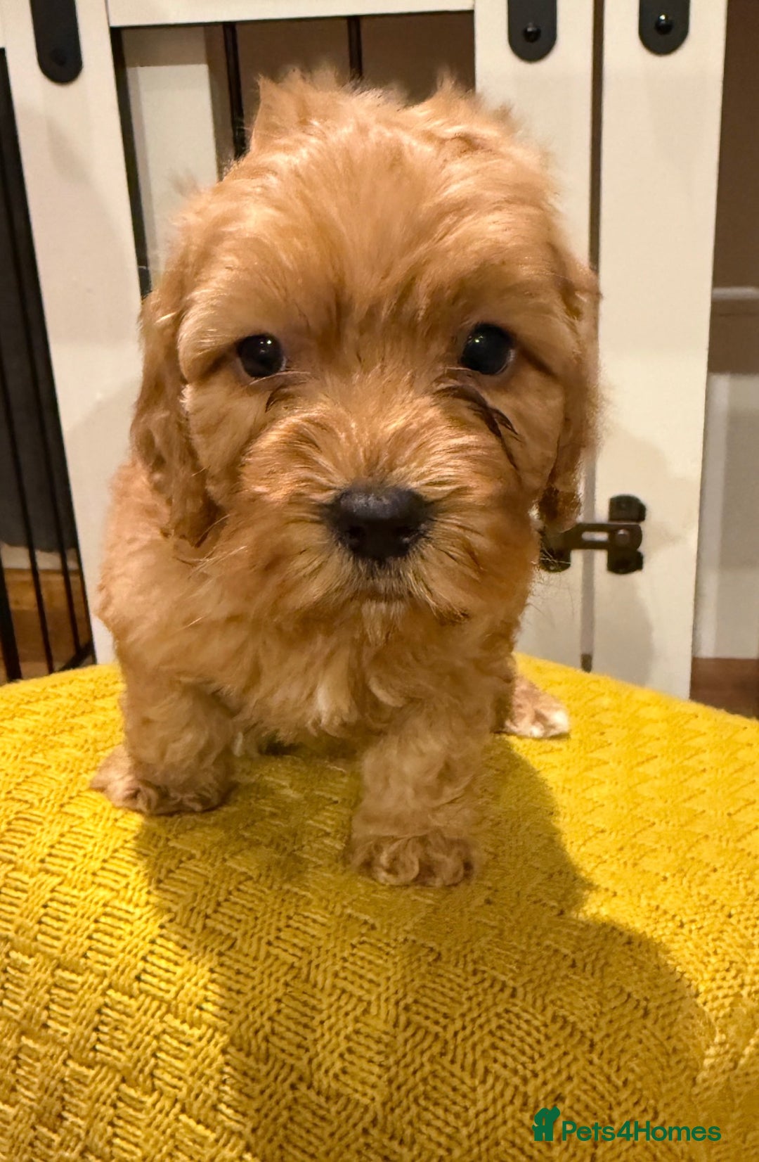 Cockapoo dogs for sale: 4 beautiful cockapoo puppies available  - Advert 8
