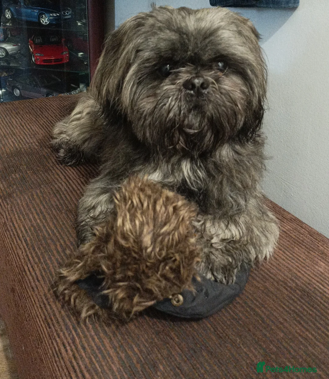 Shih Tzu dogs for stud: Kc Registered Shih Tzu for stud in Bournemouth - Advert 1