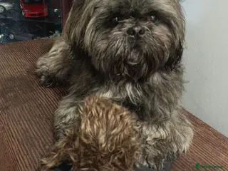 Shih Tzu dogs Kc Registered Shih Tzu for stud in Bournemouth - Advert 15