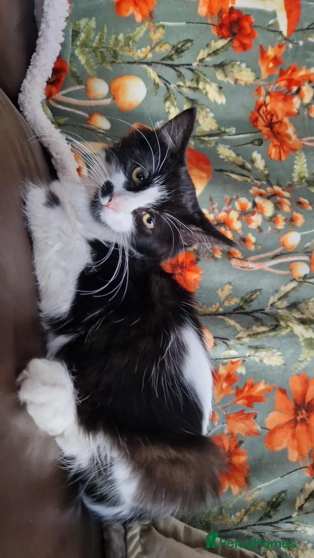 Mixed Breed cats for sale: This is vito  in Northampton - Advert 4