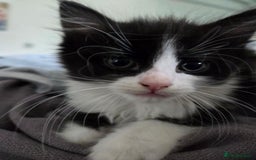 Mixed Breed cats for sale: Beautiful kittens for sale - Image 5