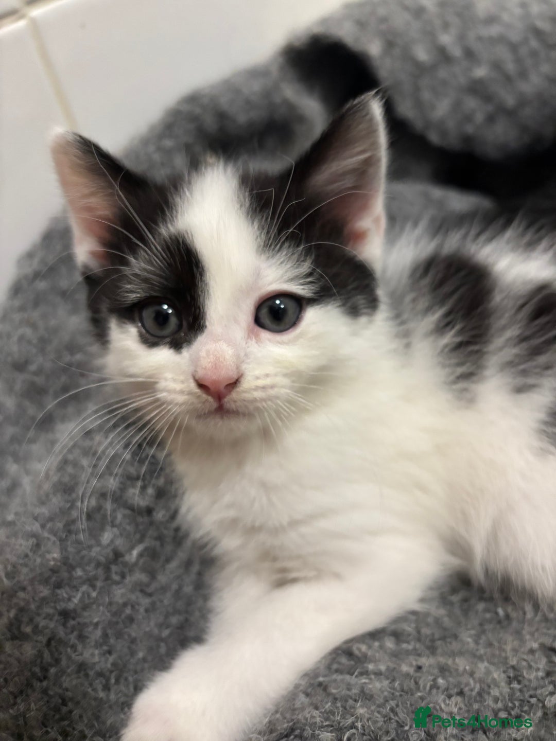 Mixed Breed cats for sale: Kittens for sale - Advert 5