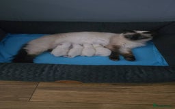 Ragdoll cats for sale: Ragdol KITTENS 😸 ♥️  - Image 23