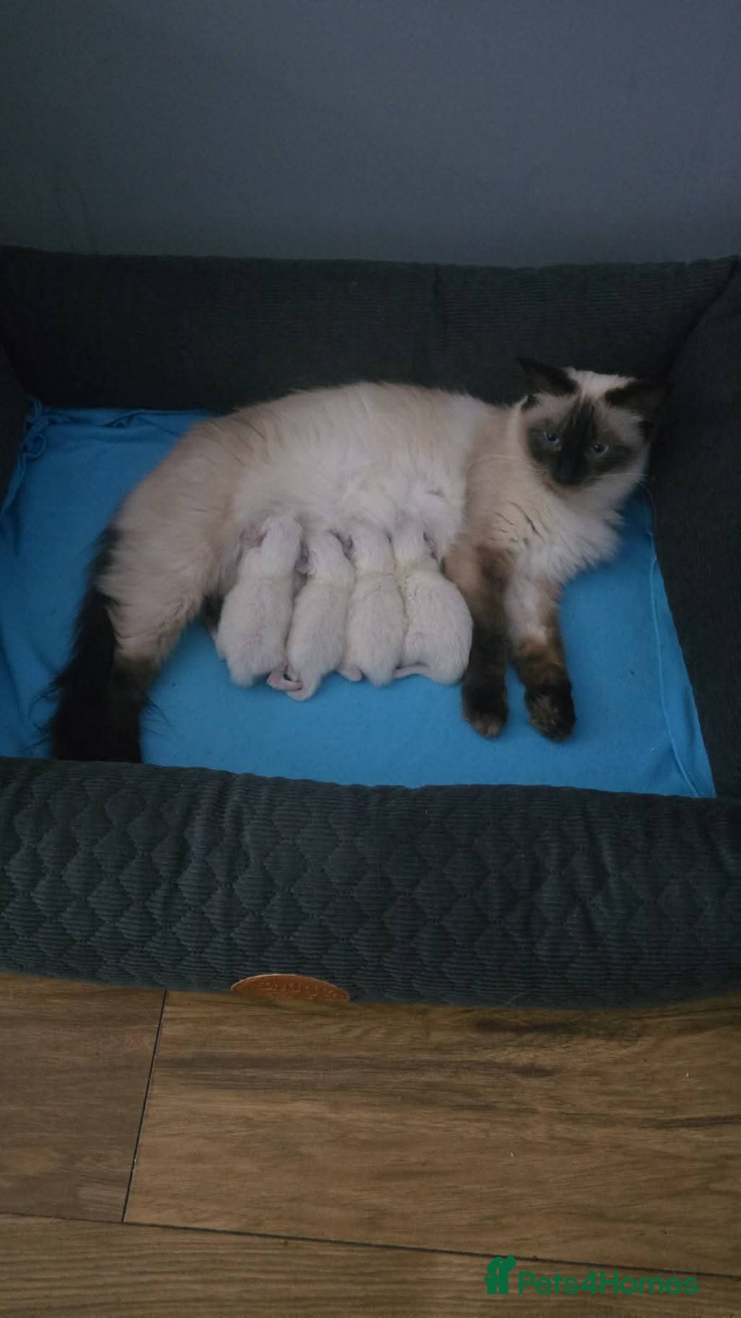 Ragdoll cats for sale: Ragdol KITTENS 😸 ♥️  - Image 23