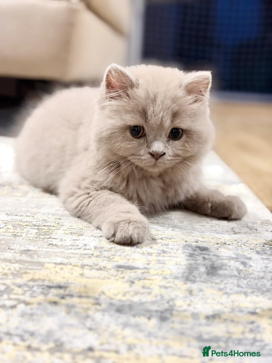 British Longhair cats for sale: 🩵 Exceptional Lilac British Longhair Kitten 🩵 - Advert 2