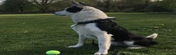 Border Collie dogs for stud: For stud only in Blackwood - Advert 3