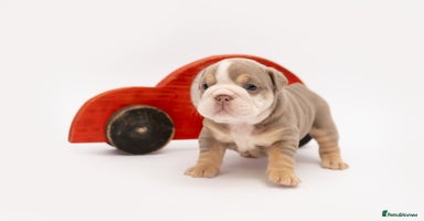 English Bulldog dogs - Advert 4