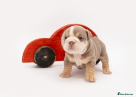 English Bulldog dogs - Advert 4