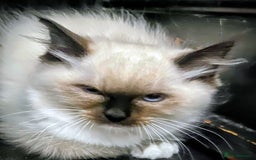 Ragdoll cats for sale: Pedigree Ragdolls for sale £495 - Image 7