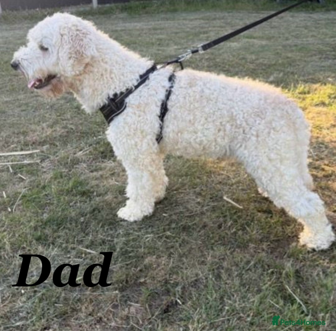 Goldendoodle dogs for sale: Gorgeous F1b Goldendoodle Puppies - Advert 7