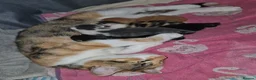 Mixed Breed cats for sale: 3 beautiful babies left from a litter of 6 - Advert 2