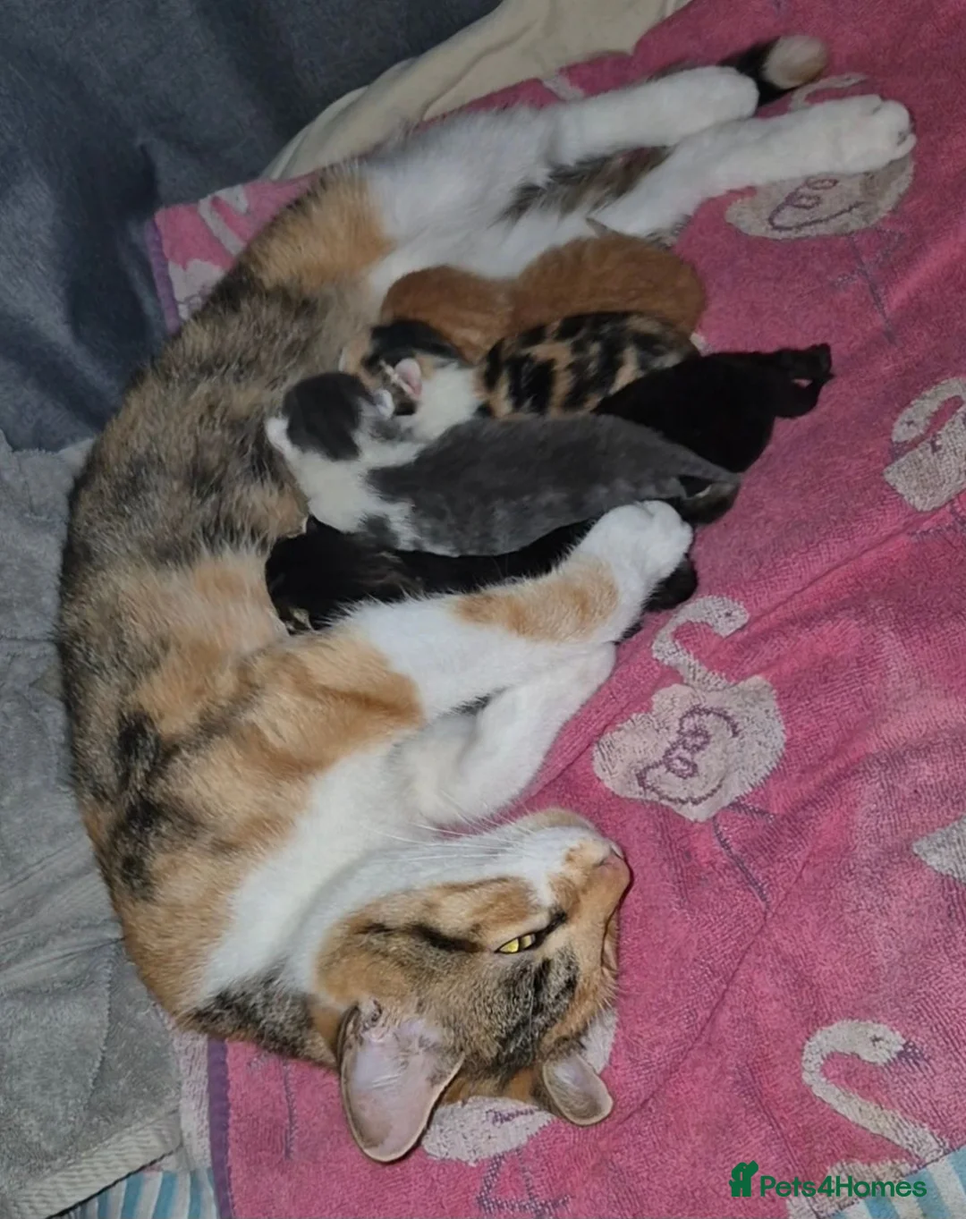 Mixed Breed cats for sale: 3 beautiful babies left from a litter of 6 - Advert 2