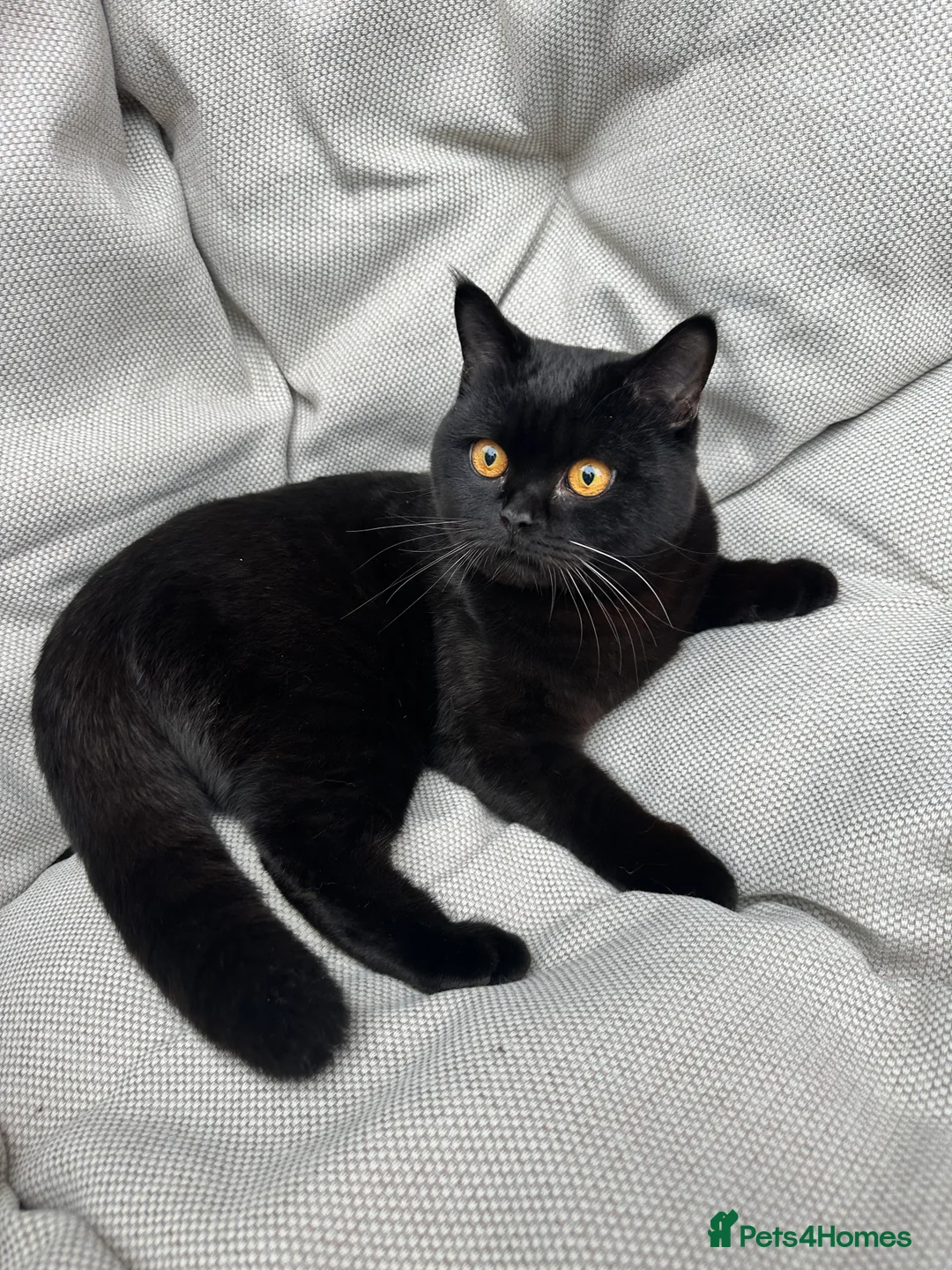 British Shorthair cats for sale: British Shorthair Chunky kittens - Advert 27