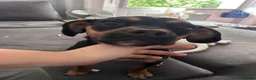 Mixed Breed dogs for sale: Matilda  in Boston - Advert 6
