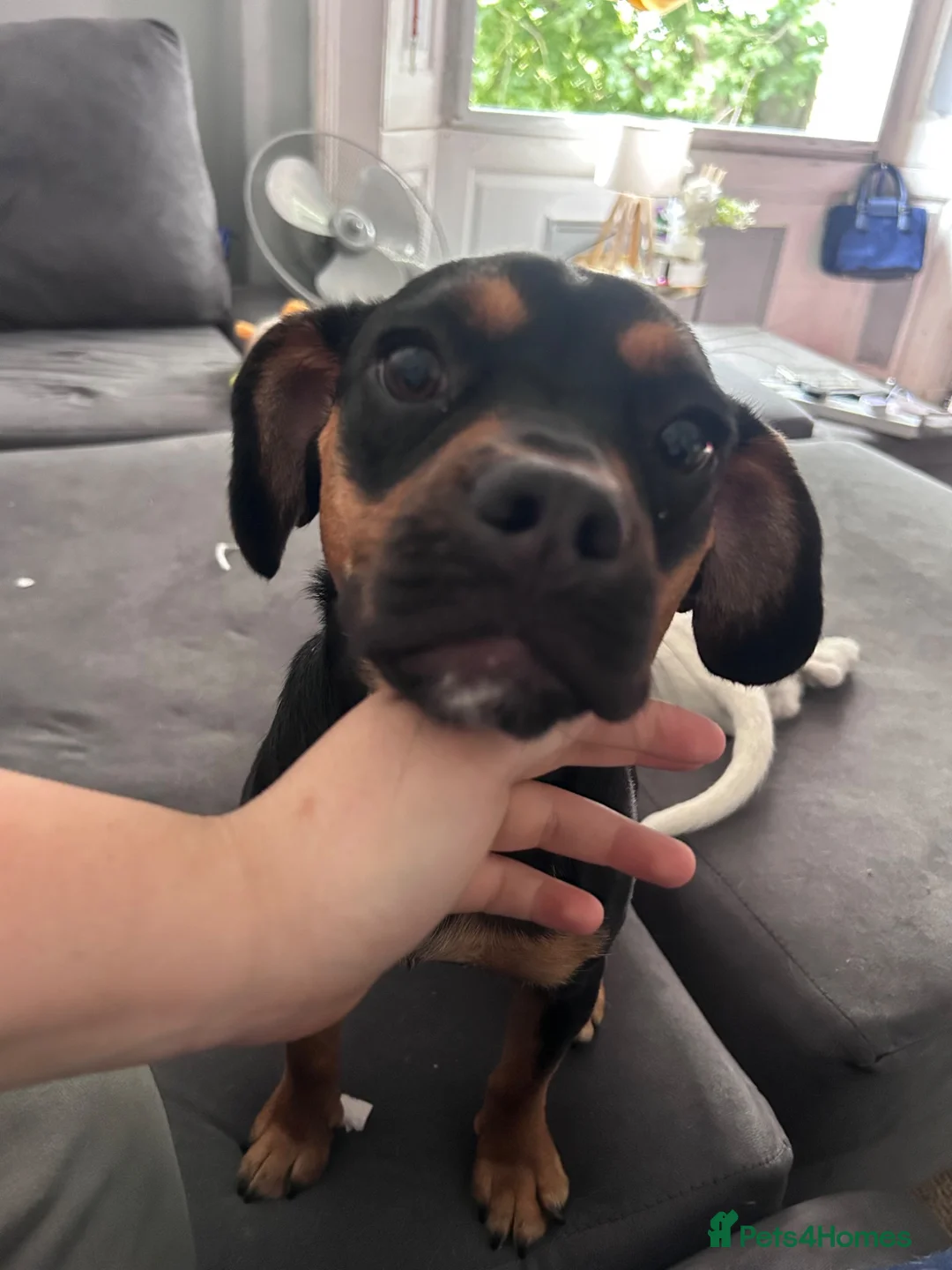Mixed Breed dogs for sale: Matilda  in Boston - Advert 6