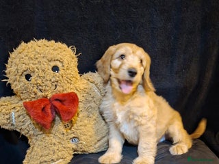 Mixed Breed dogs Australian Labradoodle💙 MEDIUM SIZE - Advert 11