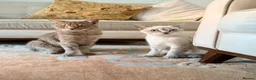 Ragdoll cats for sale: Femal 8 month old half ragdoll in Ripley - Advert 4