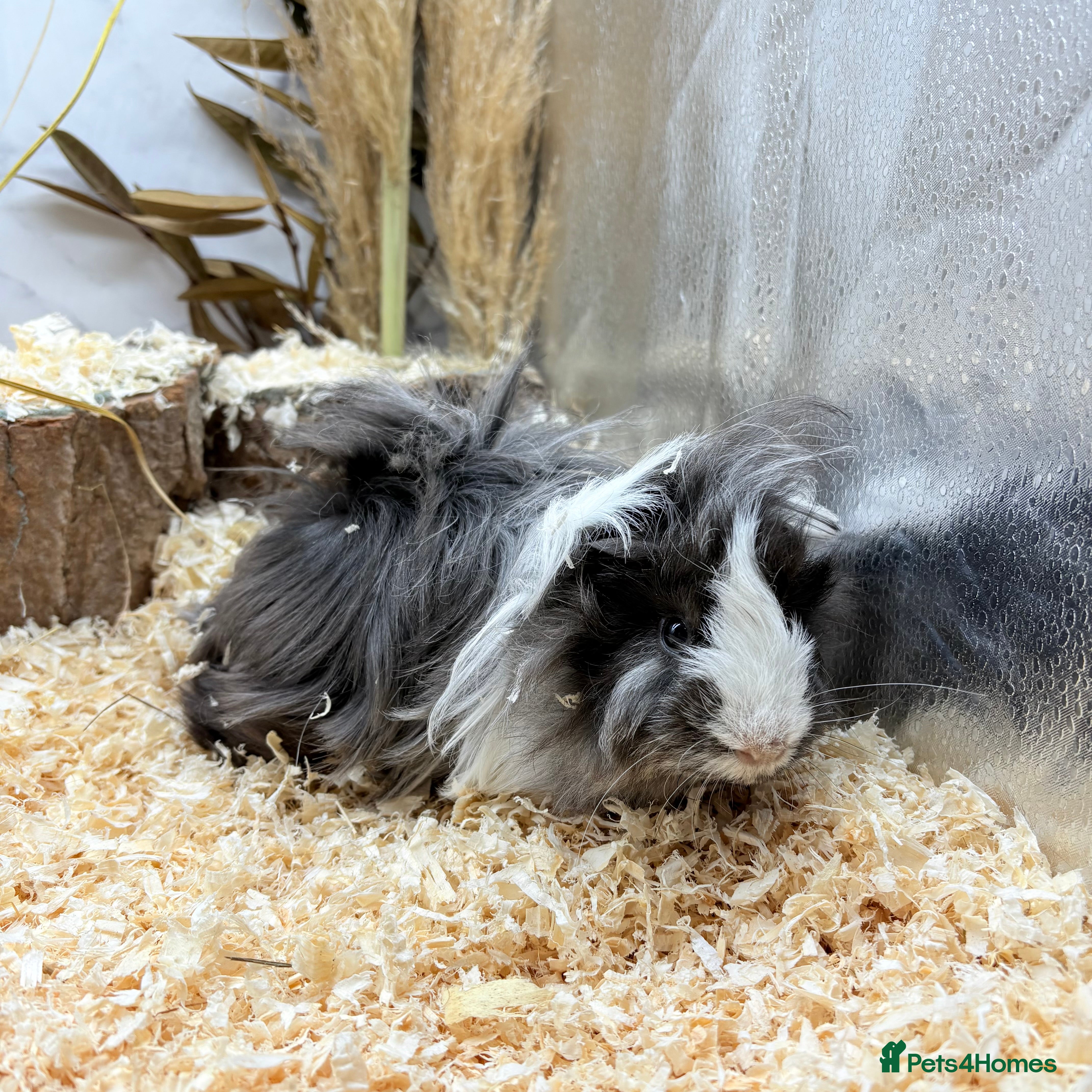 Guinea Pig rodents Multiple Baby Boy Guinea Pigs for sale  - Advert 2