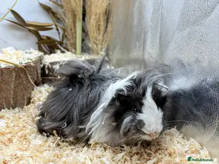 Guinea Pig rodents Multiple Baby Boy Guinea Pigs for sale - Advert 2