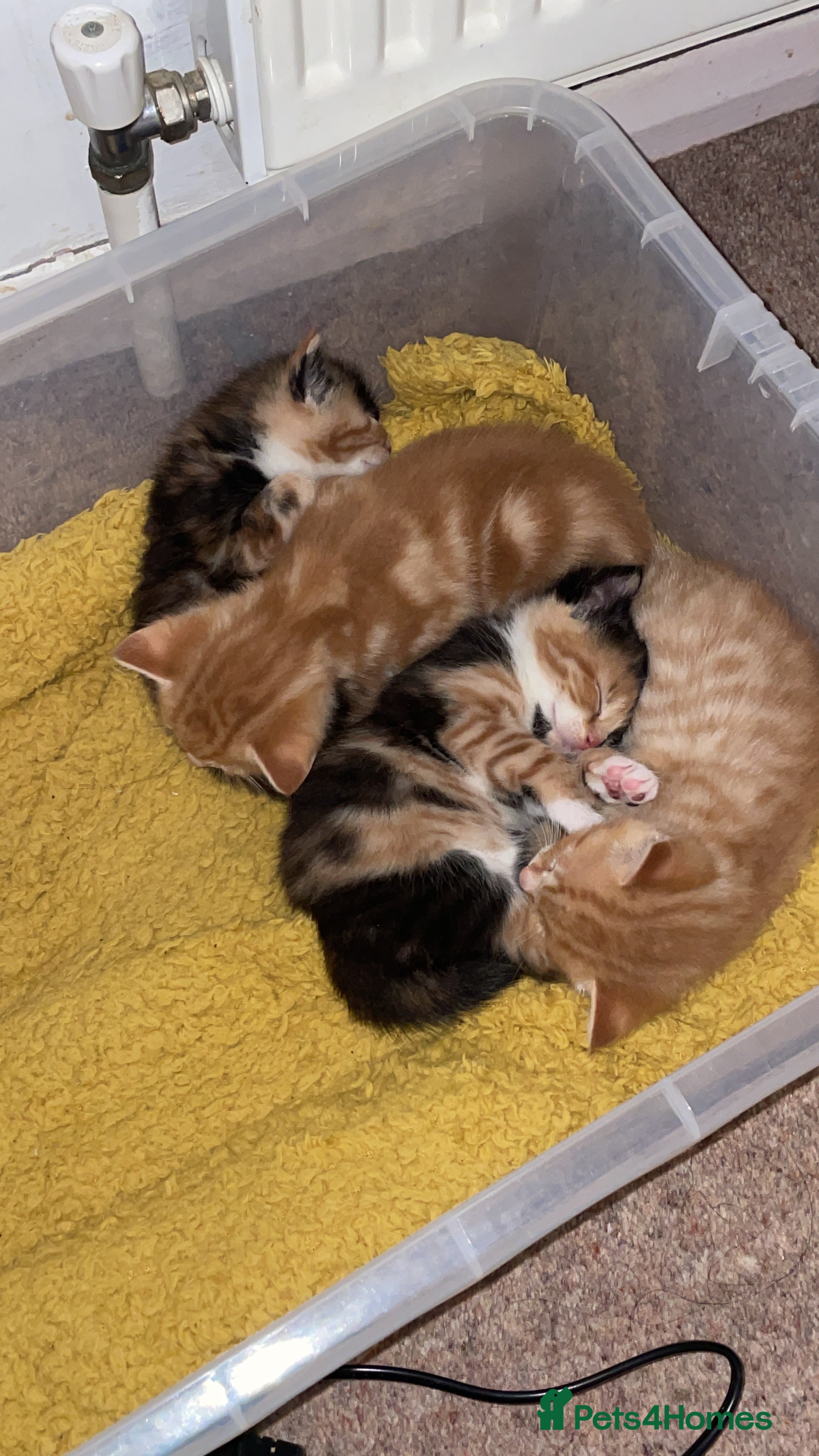 Mixed Breed cats 2 Ginger Males 2 calico females 1 tortie female - Advert 4
