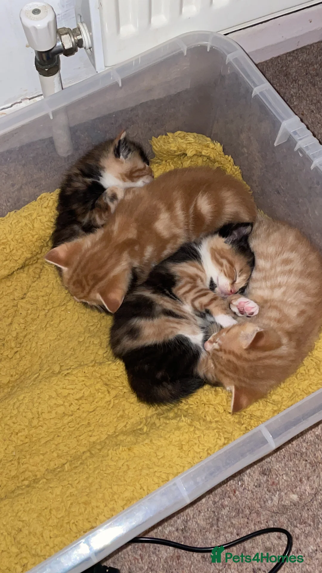 Mixed Breed cats for sale: 2 Ginger Males 2 calico females 1 tortie female - Advert 1