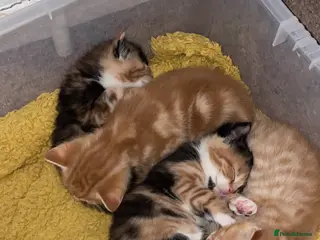 Mixed Breed cats 2 Ginger Males 2 calico females 1 tortie female - Advert 4