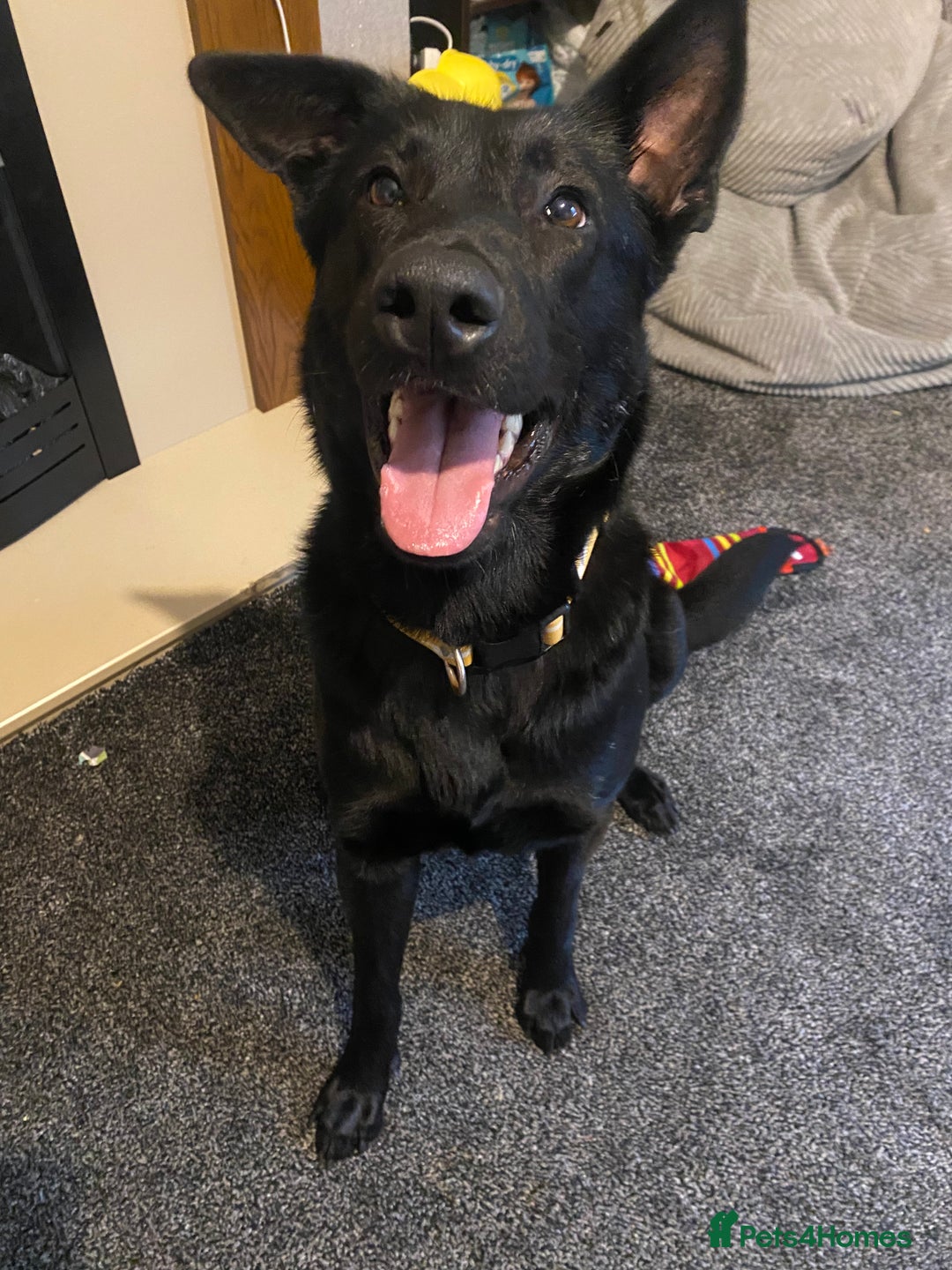 Mixed Breed dogs for sale: Gsd mix - Image 1