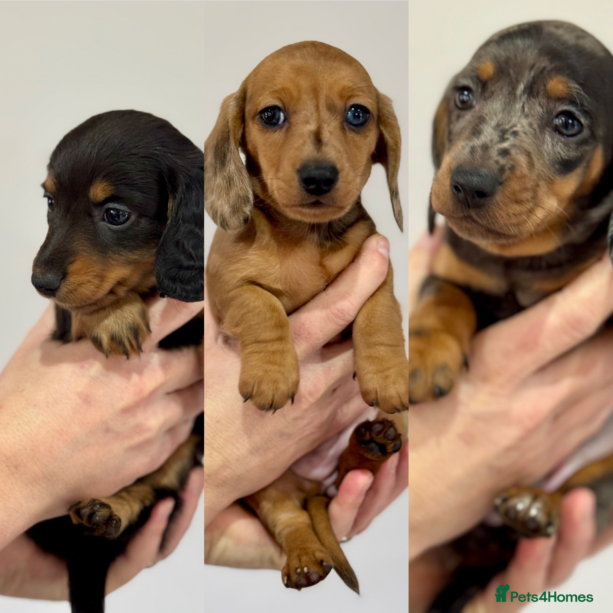Miniature Dachshund dogs Miniature dachshunds  - Advert 13
