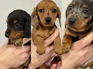 Miniature Dachshund dogs Miniature dachshunds - Advert 13