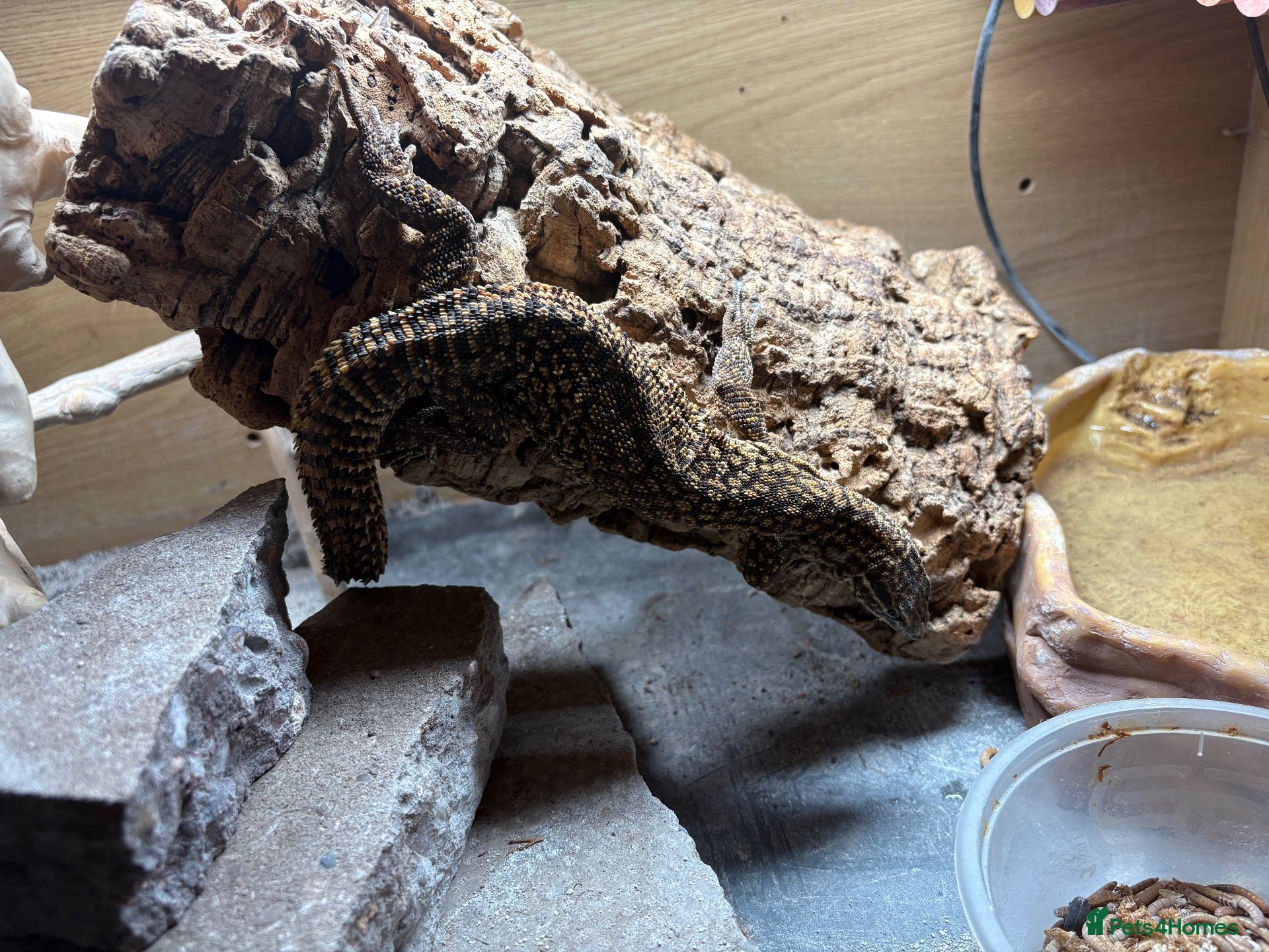 Gecko reptiles Ackie monitor and crested geckos - Advert 14