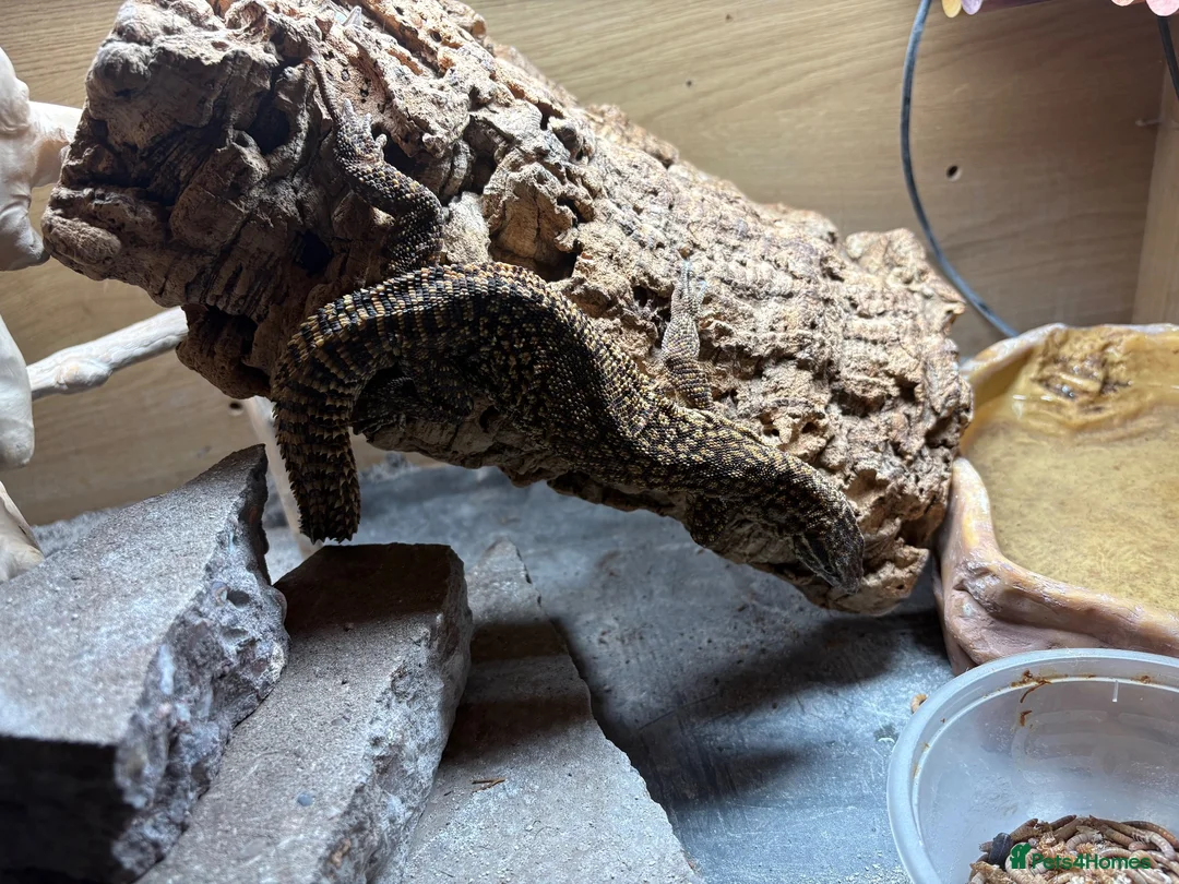 Gecko reptiles for sale: Ackie monitor and crested geckos - Advert 1