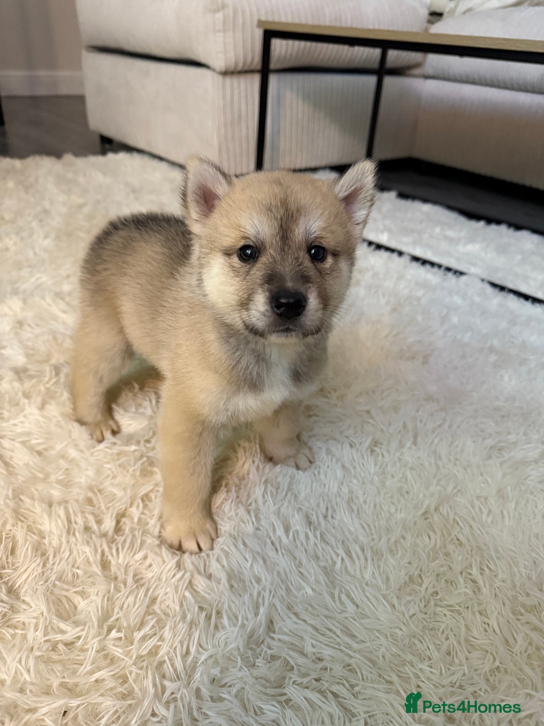 Huskita dogs for sale: READY NOW Huskita Puppies - Advert 13