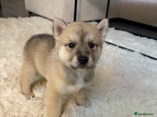 Huskita dogs Gorgeous Huskita Puppies - Advert 20