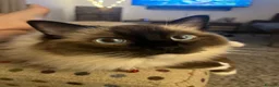 Ragdoll cats for sale: Ragdolls Brother and Sister (Nearly 4 Years old) L in Market Harborough - Advert 5