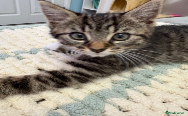 Mixed Breed cats Mainecoon cross kitten - Advert 1