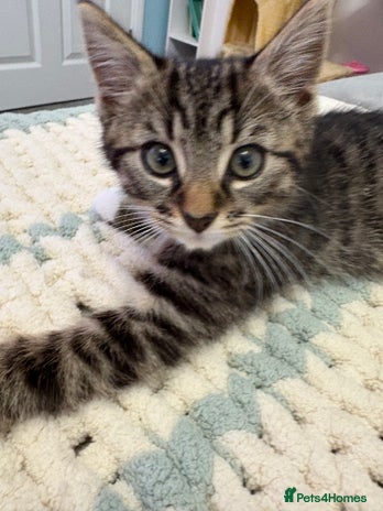 Mixed Breed cats Mainecoon cross kitten - Advert 1