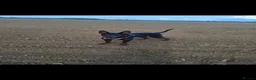 Chinese Red Dog dogs for sale: Chinese Red Dog for sale with heavy heart 💔 - Advert 23