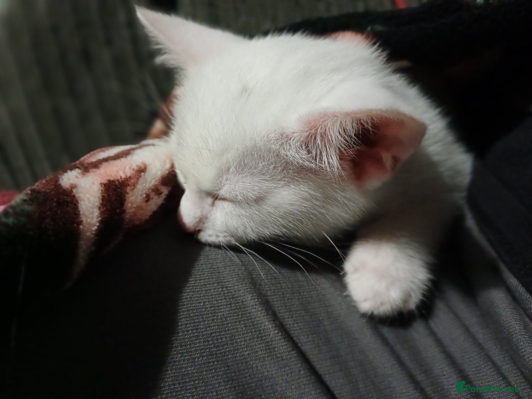 Khao Manee cats for sale: Female kitten blue eyes - Advert 3