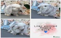 Mini Lop rabbits for sale: 🌟🌟 mini lop babies 🌟🌟 - Image 6
