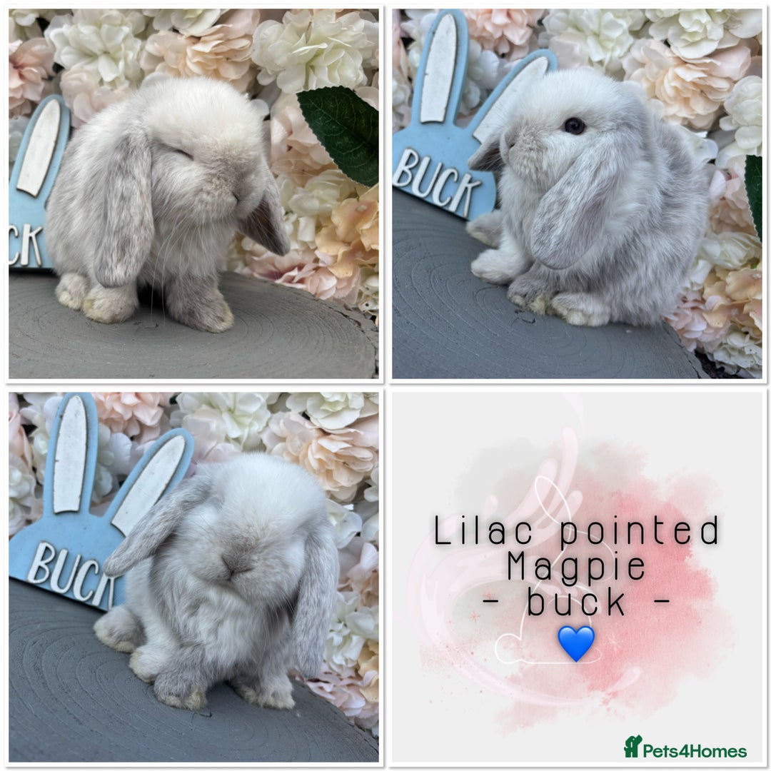 Mini Lop rabbits for sale: 🌟🌟 mini lop babies 🌟🌟 - Image 6