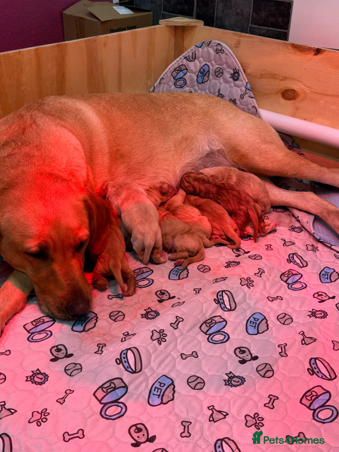 Labrador Retriever dogs for sale: Stunning Labrador Retriever Puppies  - Advert 2
